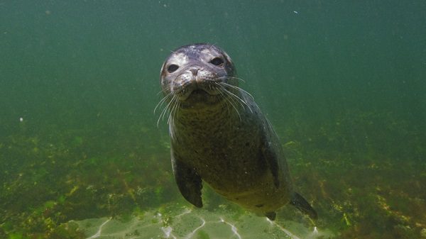 Photo du documentaire Histoire de phoques : entre terre et mer