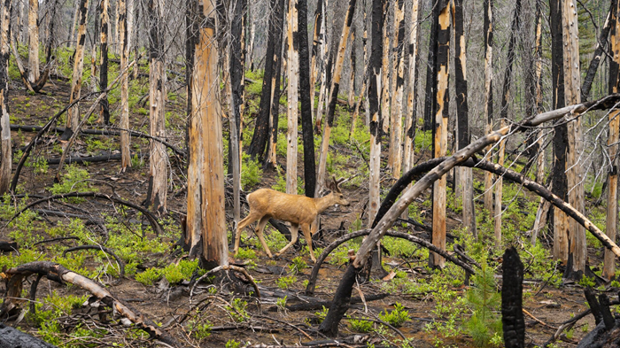 Photo du documentaire Boréal : la faune en première ligne des incendies
